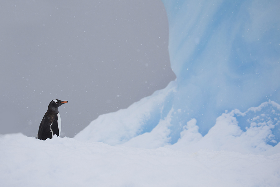 Antarctic Life