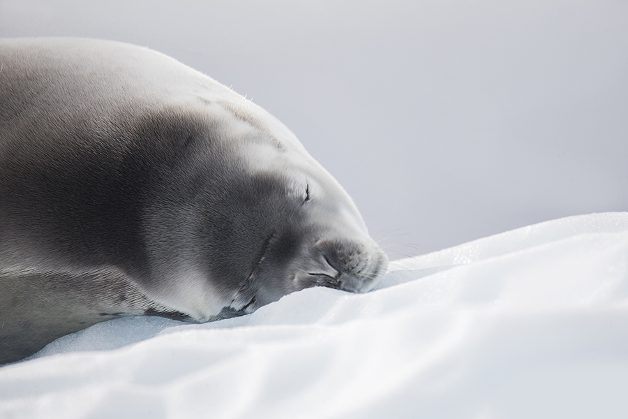 Antarctic Life
