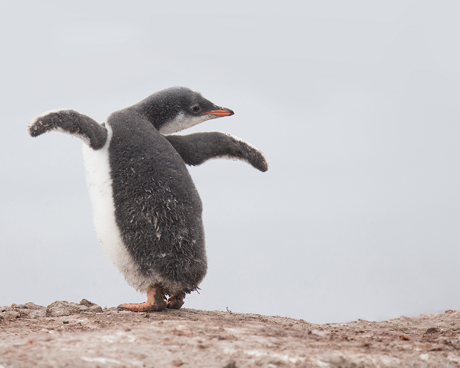 Antarctic Life