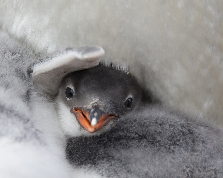 Antarctic Life
