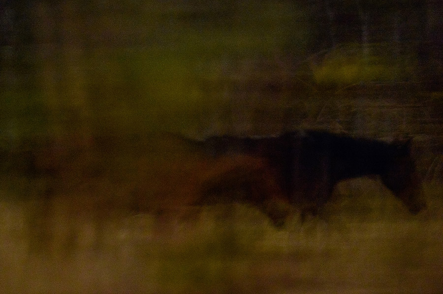 Midnight Brumbies