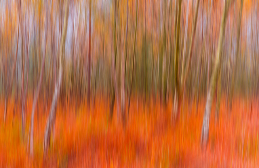 Autumn Vibrance 