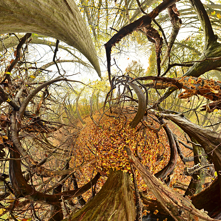Tree Series A