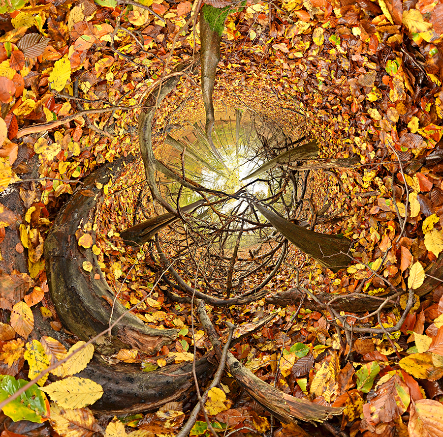 Tree Series A