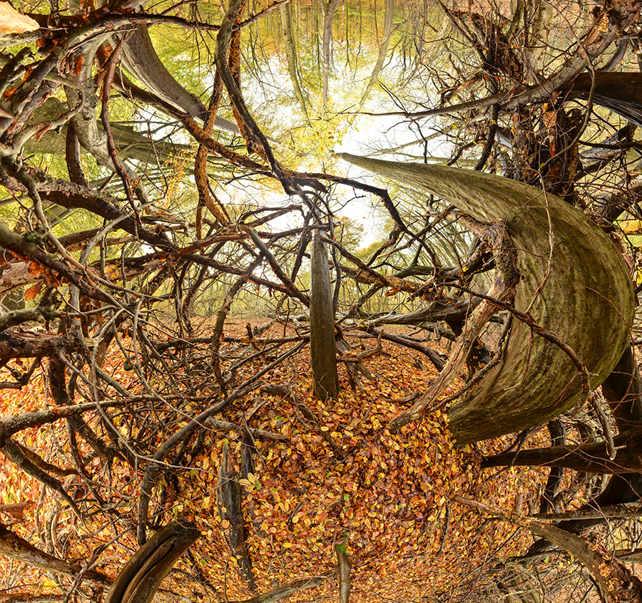 Tree Series A