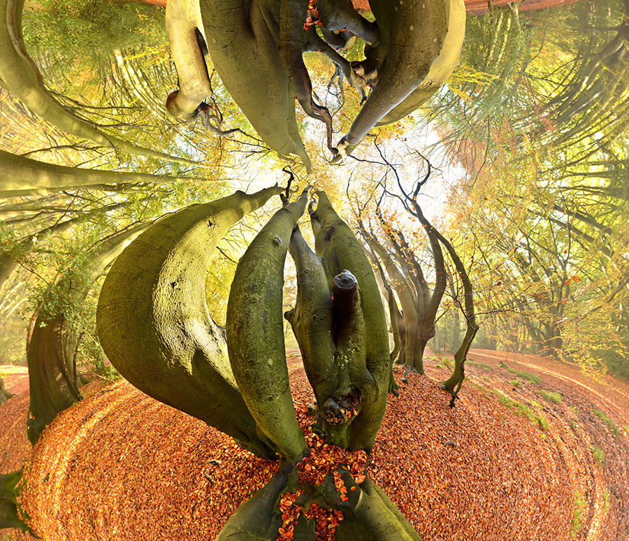 Tree Series B