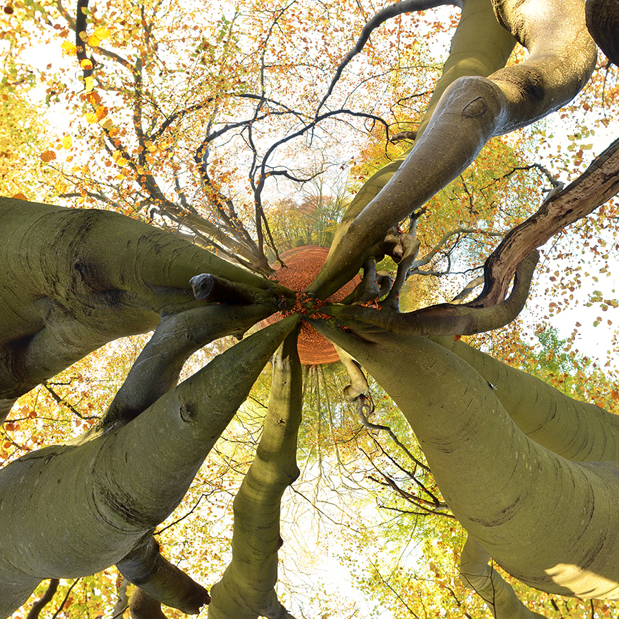 Tree Series B