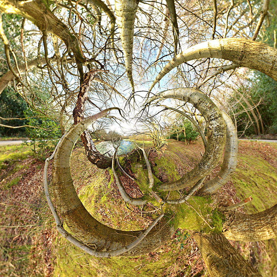 Tree Series C