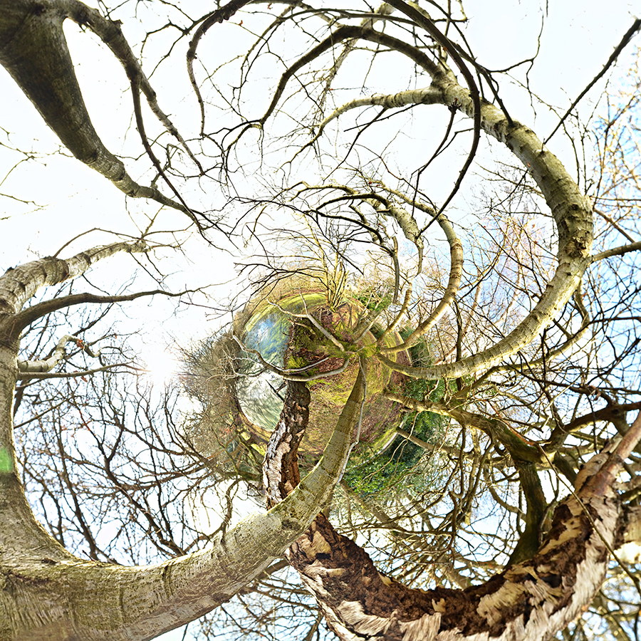 Tree Series C