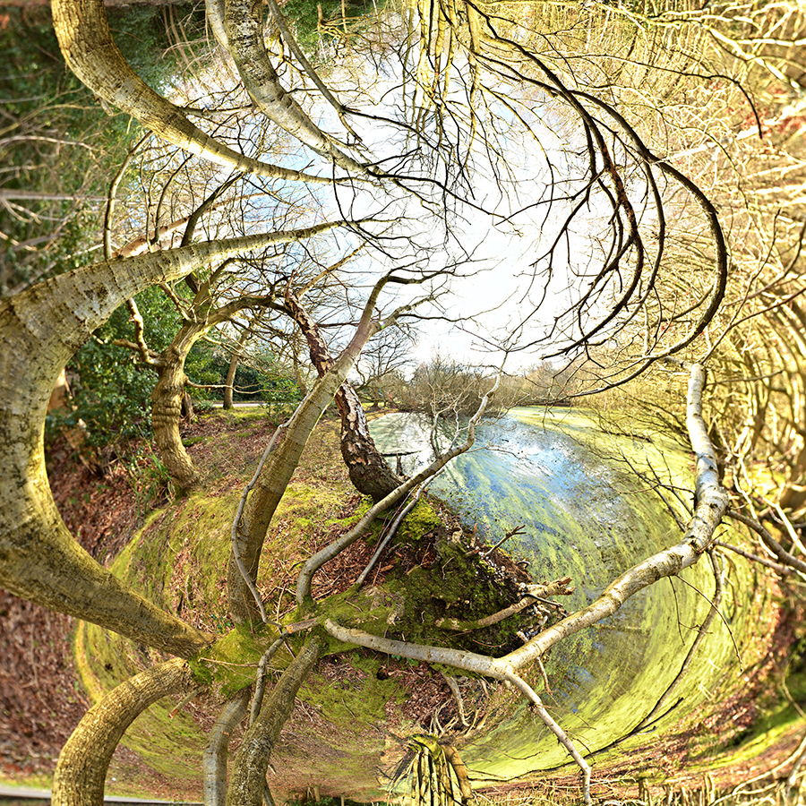Tree Series C