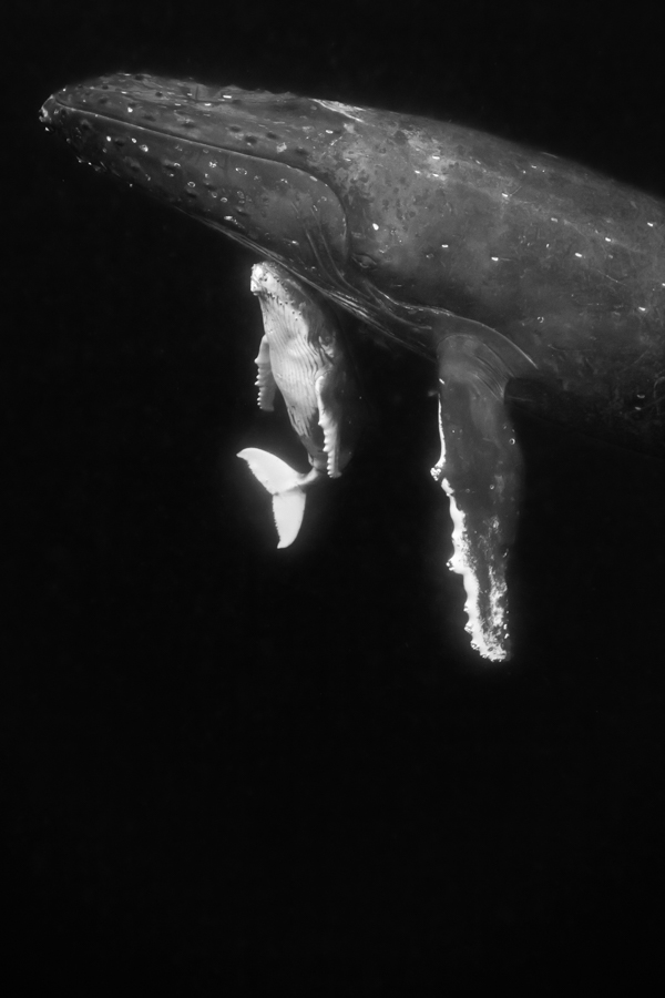 Whale Nation: Humpback Whales of the South Pacific II