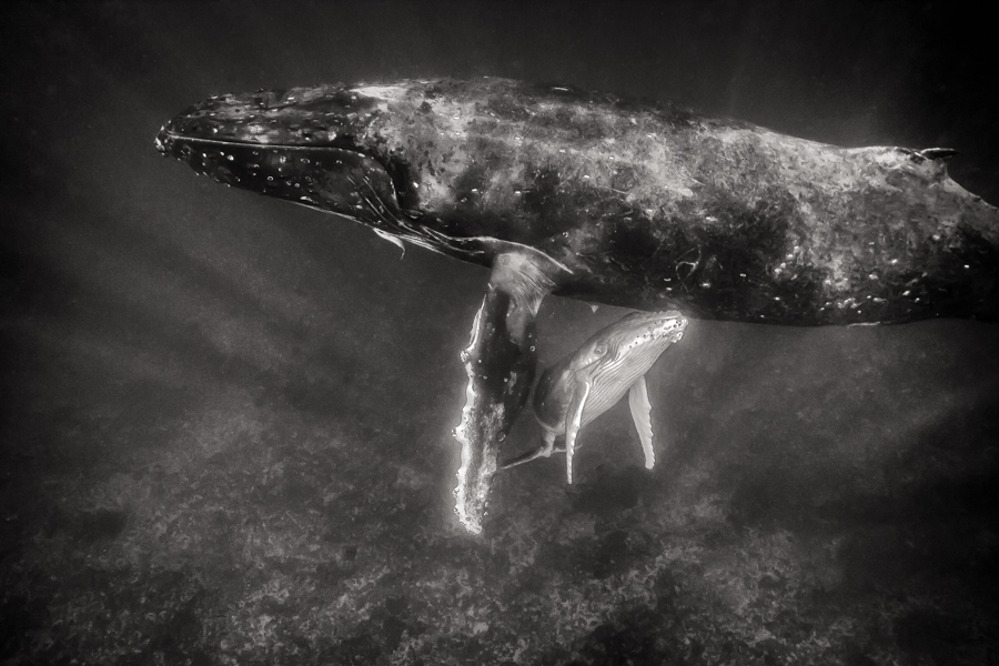 Whale Nation: Humpback Whales of the South Pacific II
