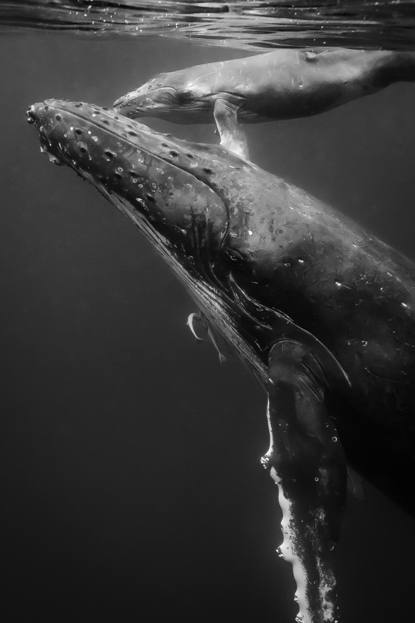 Whale Nation: Humpback Whales of the South Pacific II