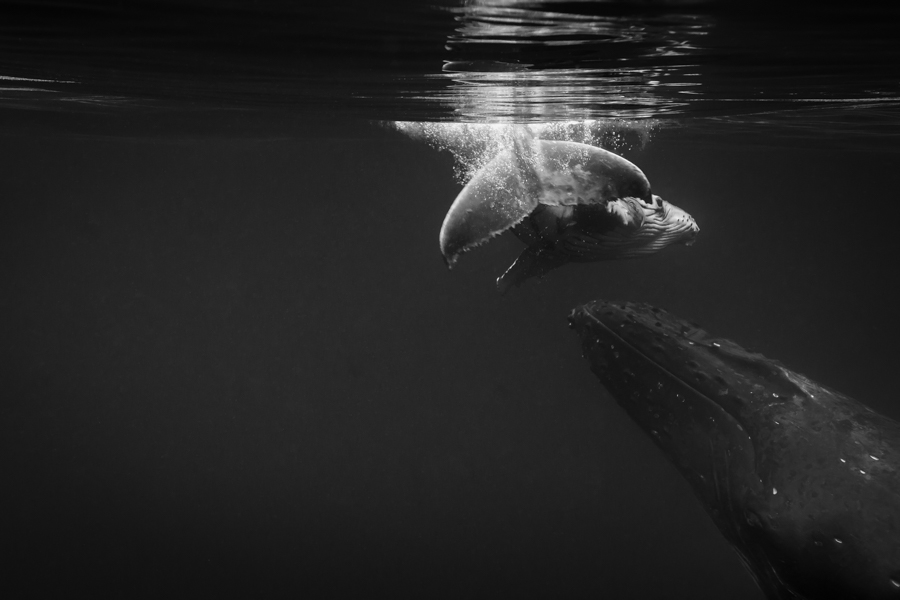 Whale Nation: Humpback Whales of the South Pacific II