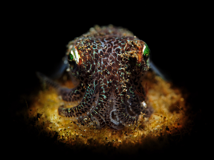 Underwater Macro