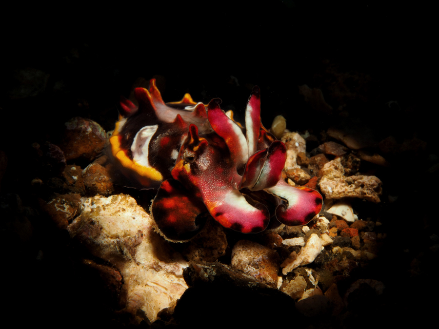 Underwater Macro