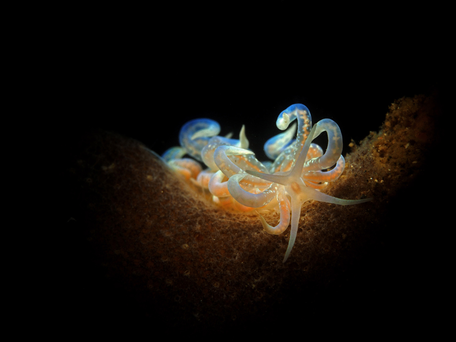 Underwater Macro