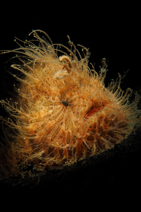 Underwater Macro