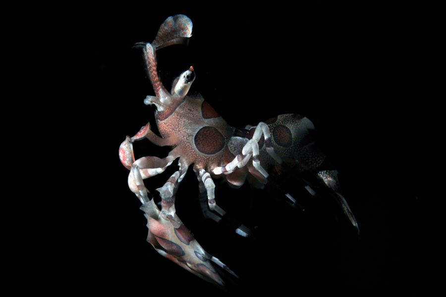 Underwater Macro