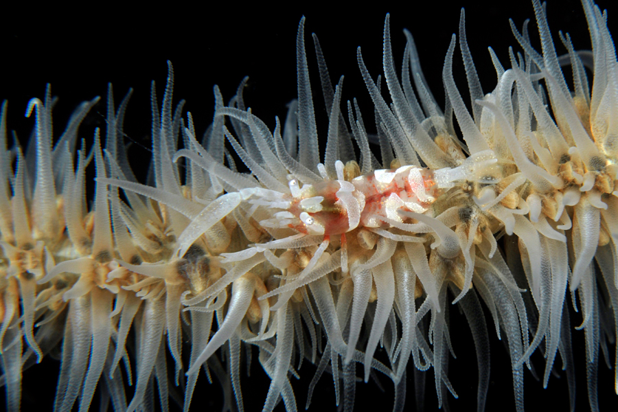 Underwater Macro