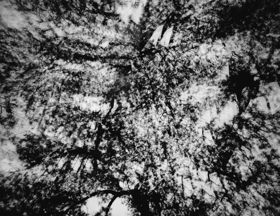 Pine