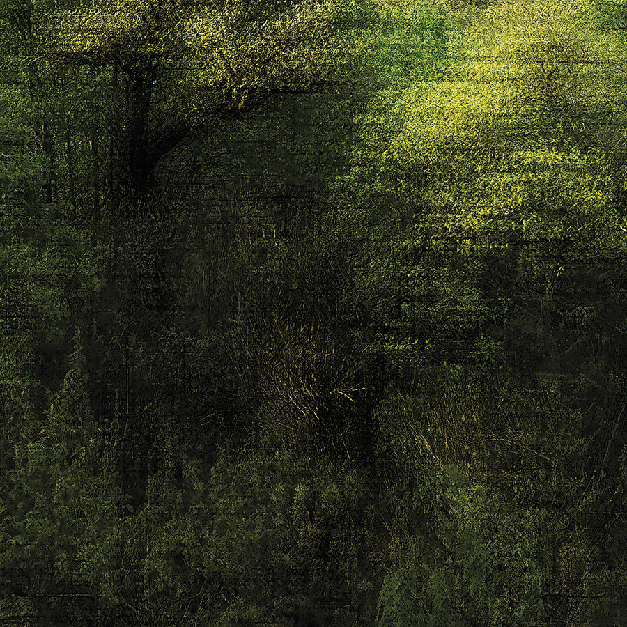 Jungle