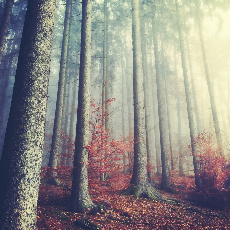 Autumn Melancholy