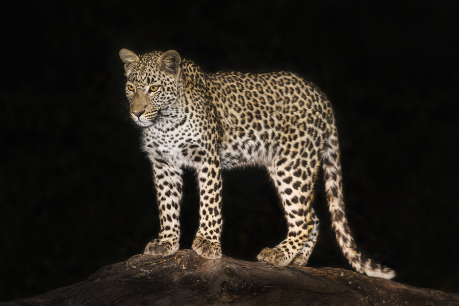 Camp Leopard