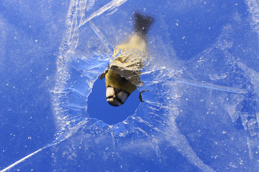 From under the ice