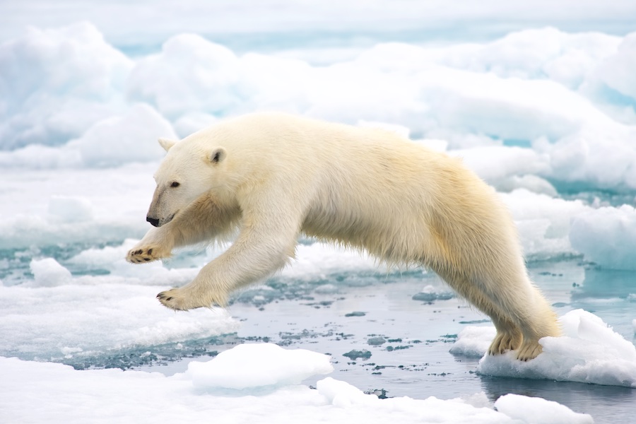 King of the Arctic