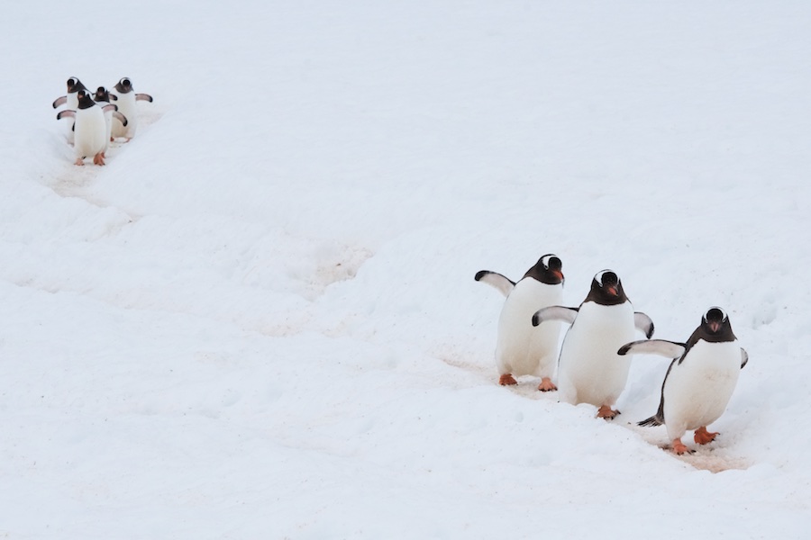 Penguin Parade