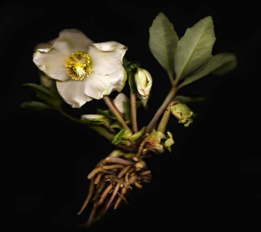 Semblance of nature’s diversity 