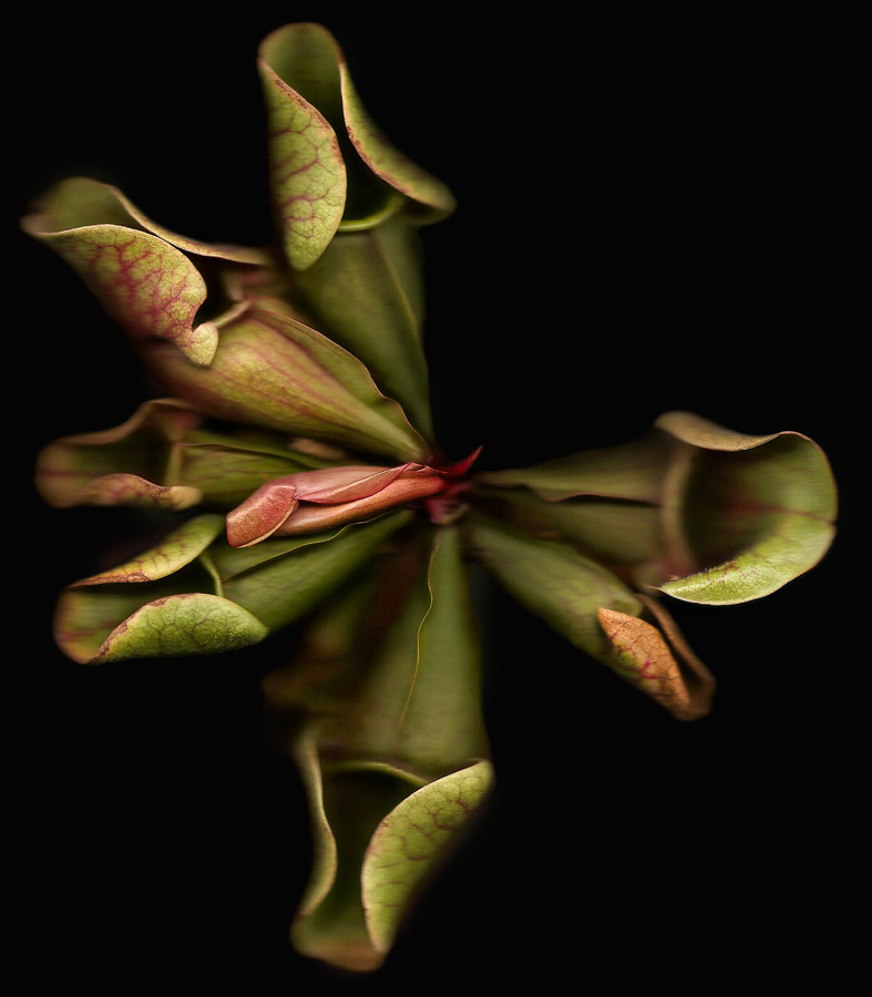 Semblance of nature’s diversity 