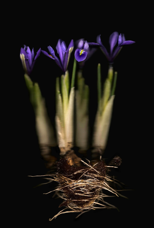 Semblance of nature’s diversity 
