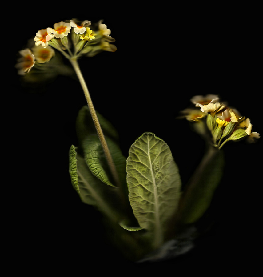 Semblance of nature’s diversity 
