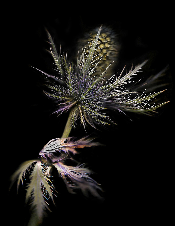 Semblance of nature’s diversity 