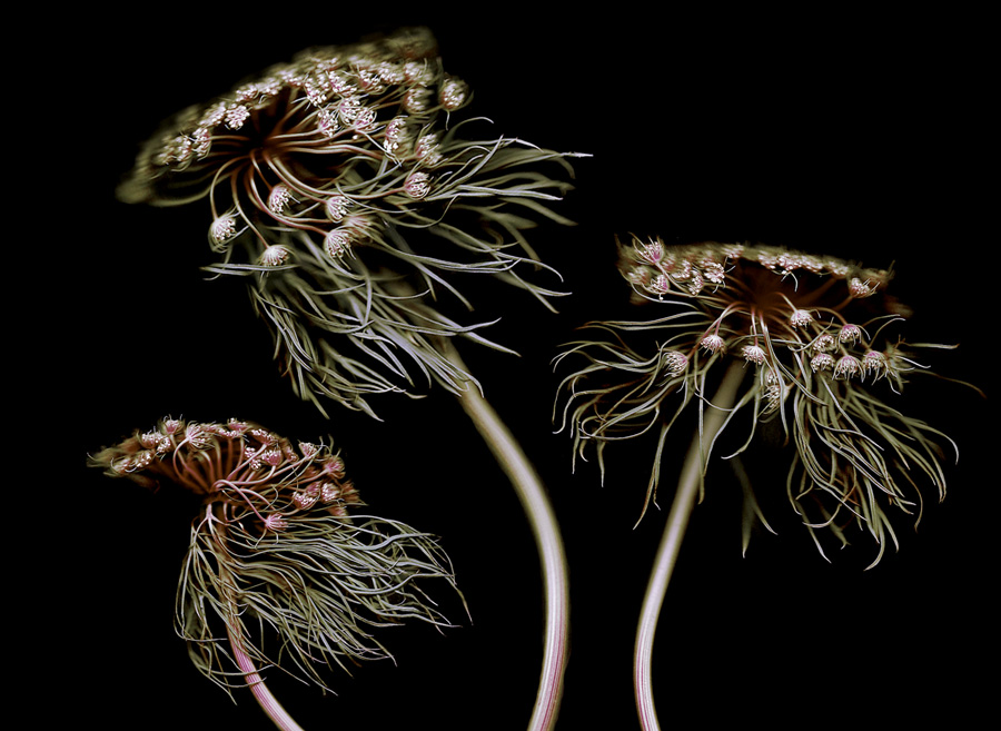 Semblance of nature’s diversity 