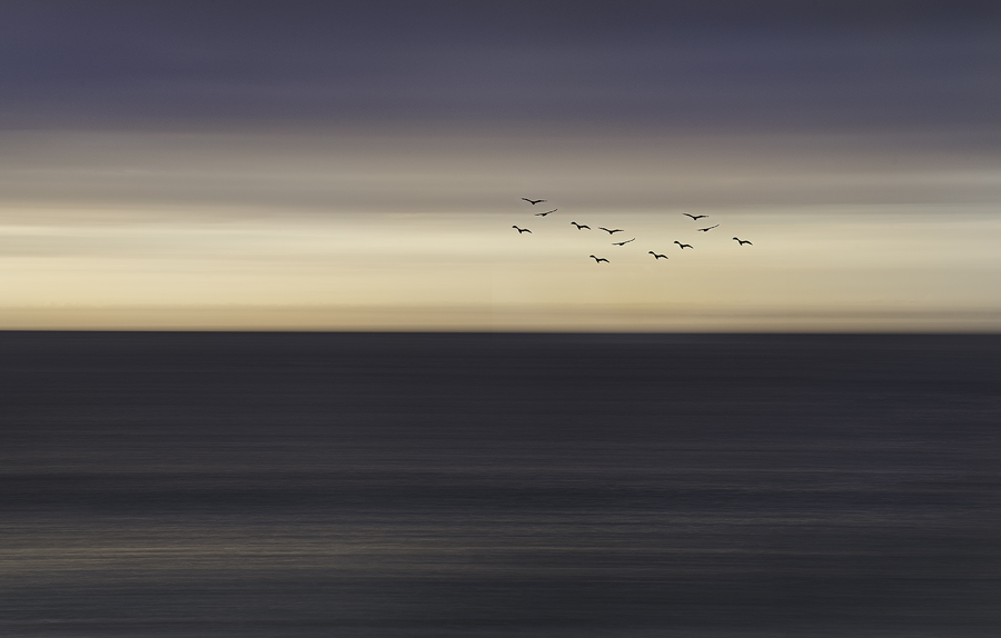 The Birds