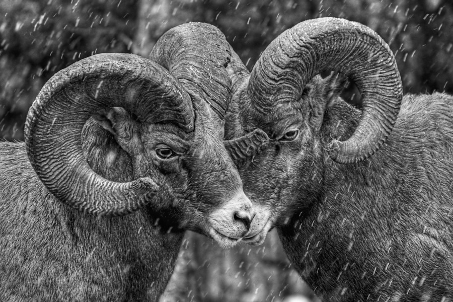 Rebel Rams