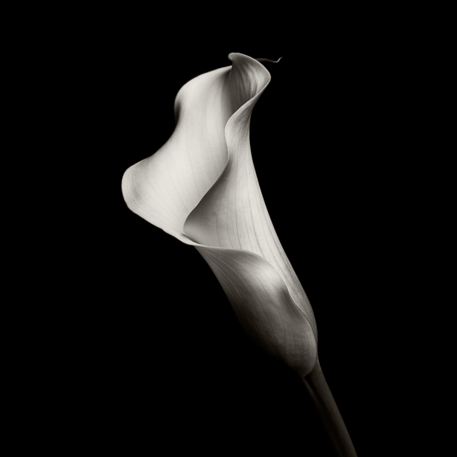 A series based on a Calla Lily