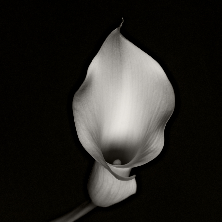 A series based on a Calla Lily
