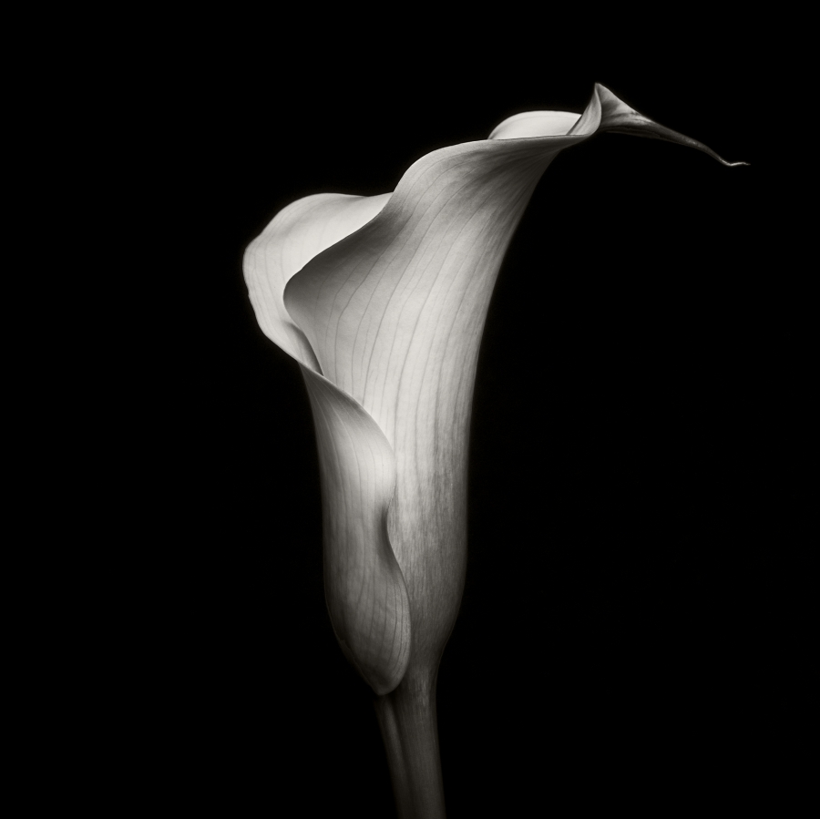 A series based on a Calla Lily