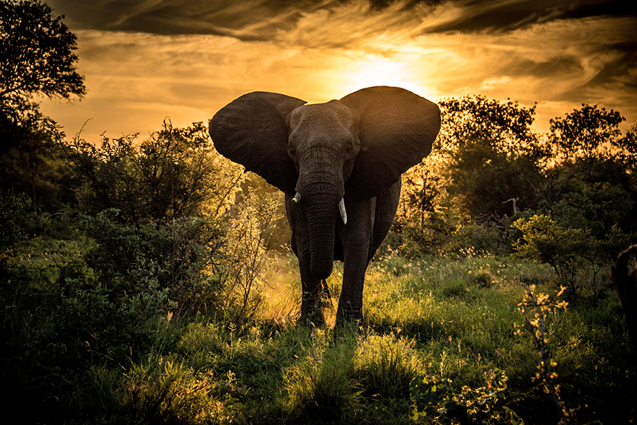 Elephant Sunset