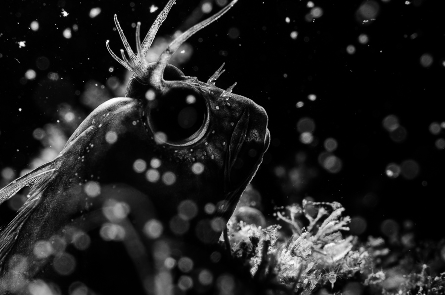 Ocean Wonders