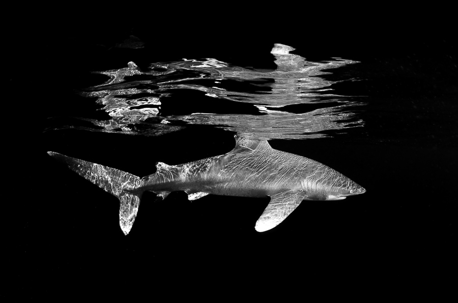 Ocean Wonders