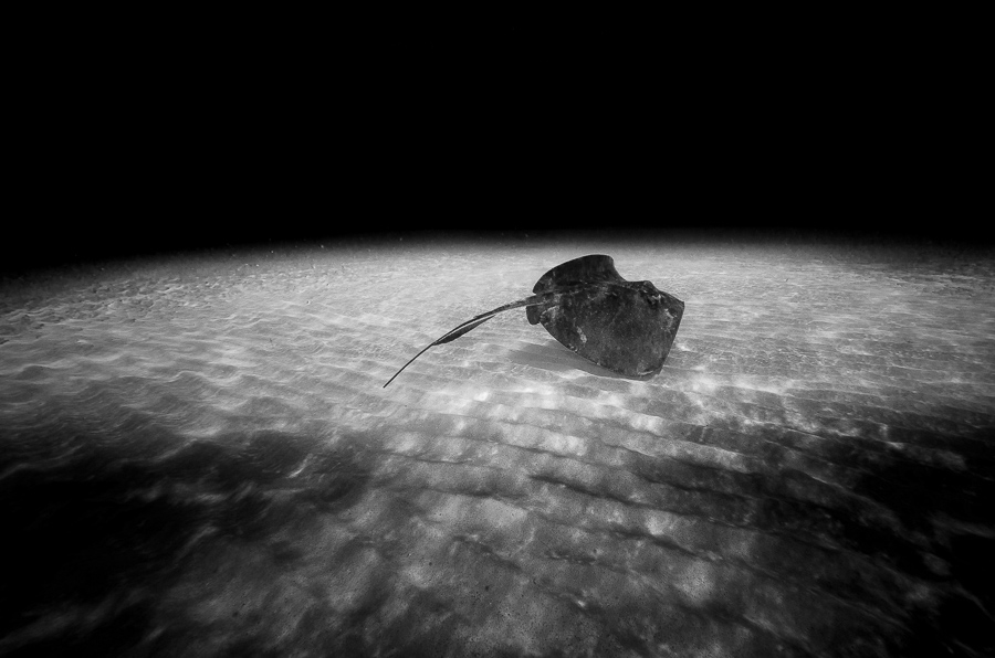 Ocean Wonders
