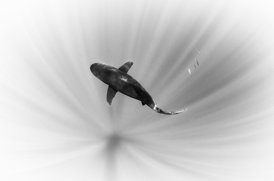 Ocean Wonders