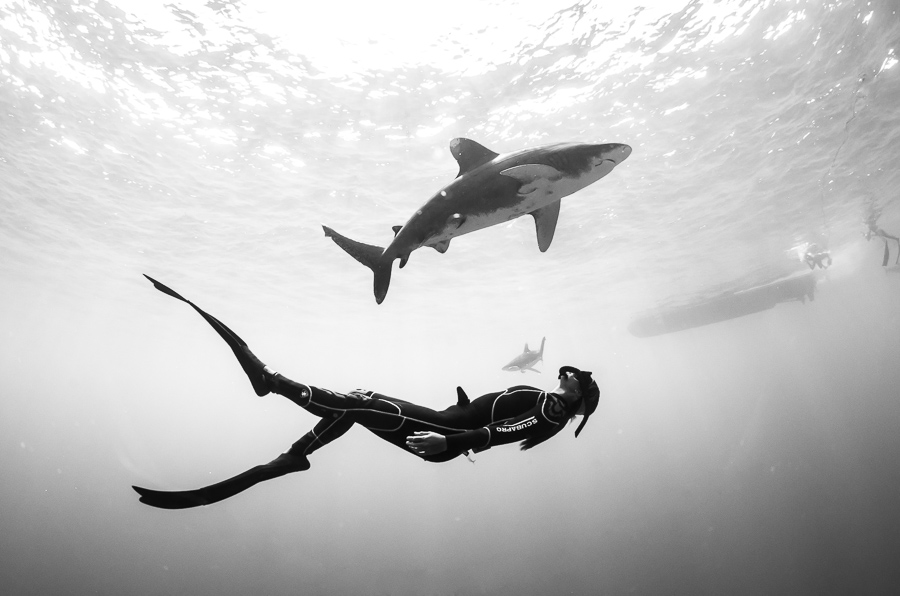 Ocean Wonders