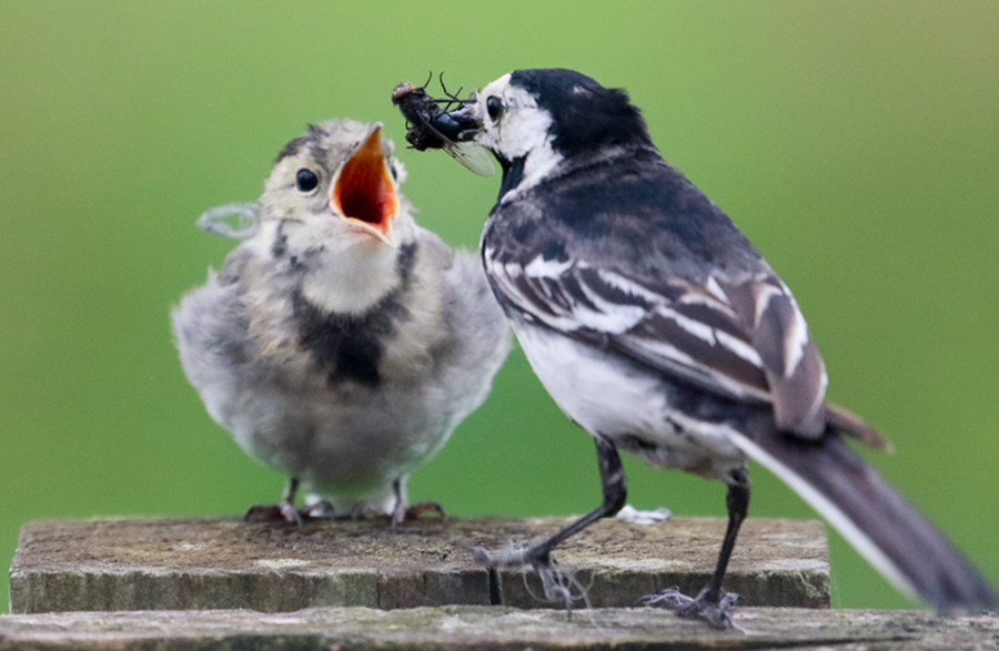 feed me......feed me NOW!