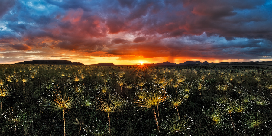 Paepalanthus at Sunset